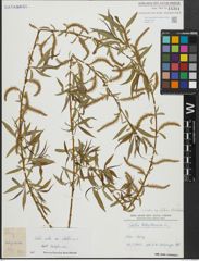 Foto von Salix alba subsp. vitellina (L.) Arcang. x Salix babylonica L.